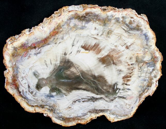 Beautiful Araucaria Petrified Wood Slice - #9580